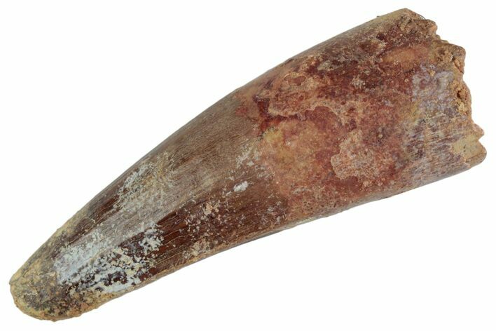 Fossil Spinosaurus Tooth - Feeding Worn Tooth #367947